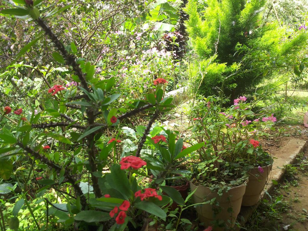 Athens Cottage Munnar Εξωτερικό φωτογραφία