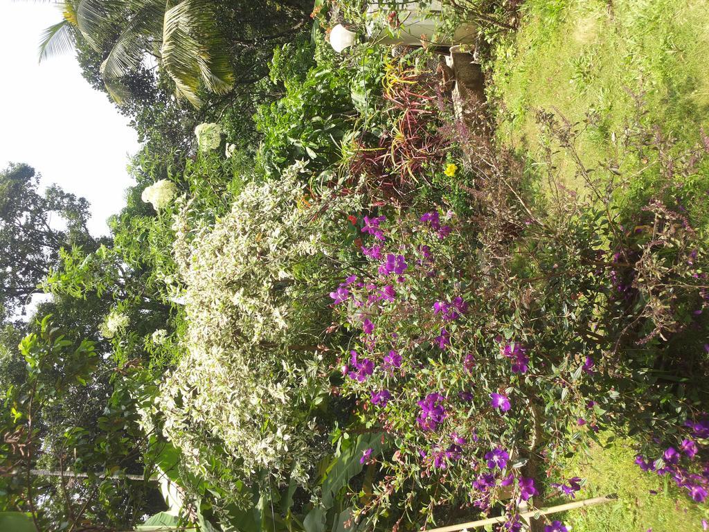 Athens Cottage Munnar Εξωτερικό φωτογραφία